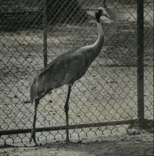 1968 Press Photo Alabama's Birmingham Jimmy Morgan Zoo's new farus crane. - Historic Images