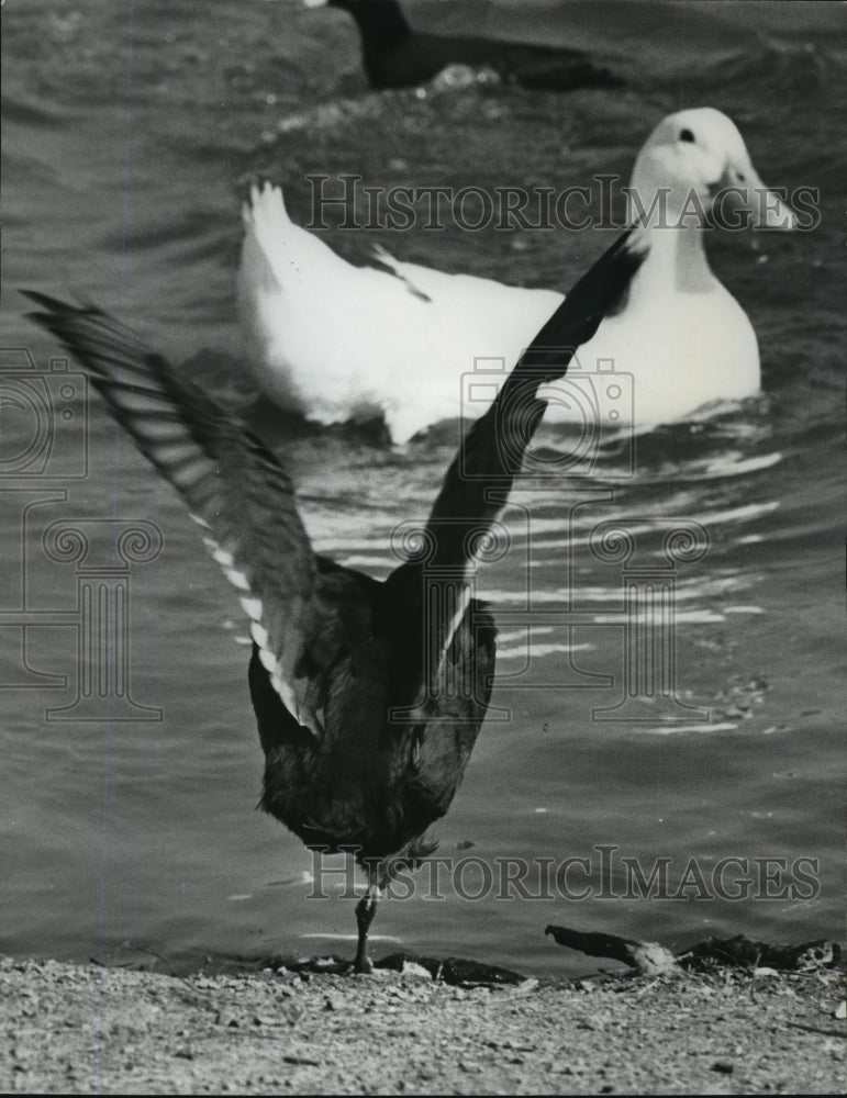 1978, Alabama-Birmingham Zoo&#39;s ducks enjoy a swim. - abna05586 - Historic Images