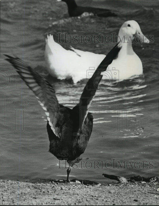 1978, Alabama-Birmingham Zoo's ducks enjoy a swim. - abna05586 - Historic Images