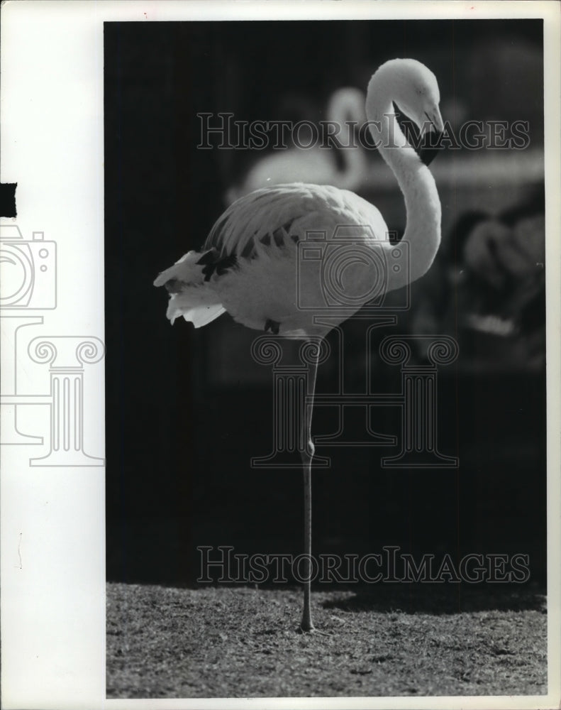 1980 Press Photo Alabama&#39;s Birmingham Zoo&#39;s Flamingo stands on one leg. - Historic Images