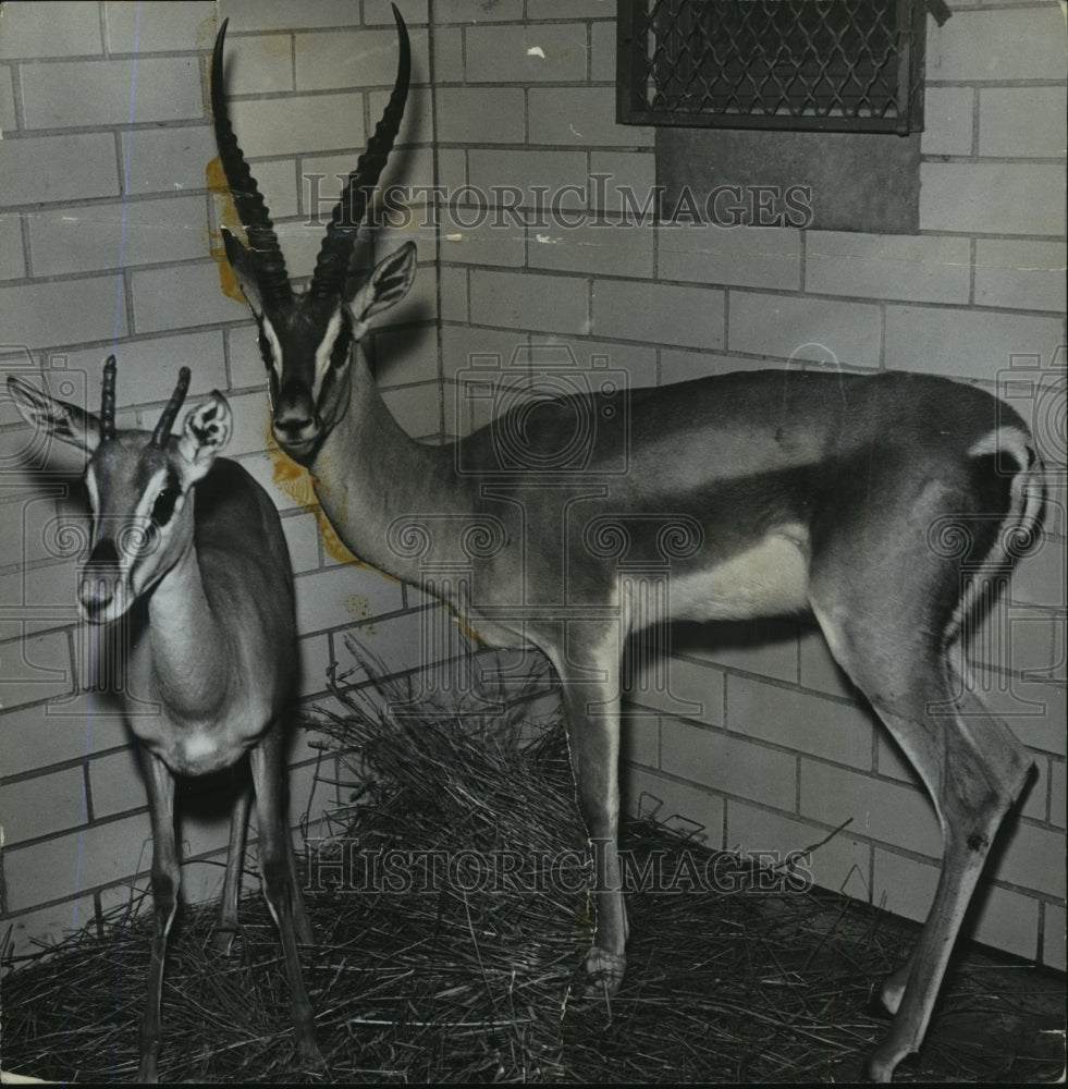 1963, Alabama-Rare antelopes from Africa at Jimmy Morgan Zoo. - Historic Images