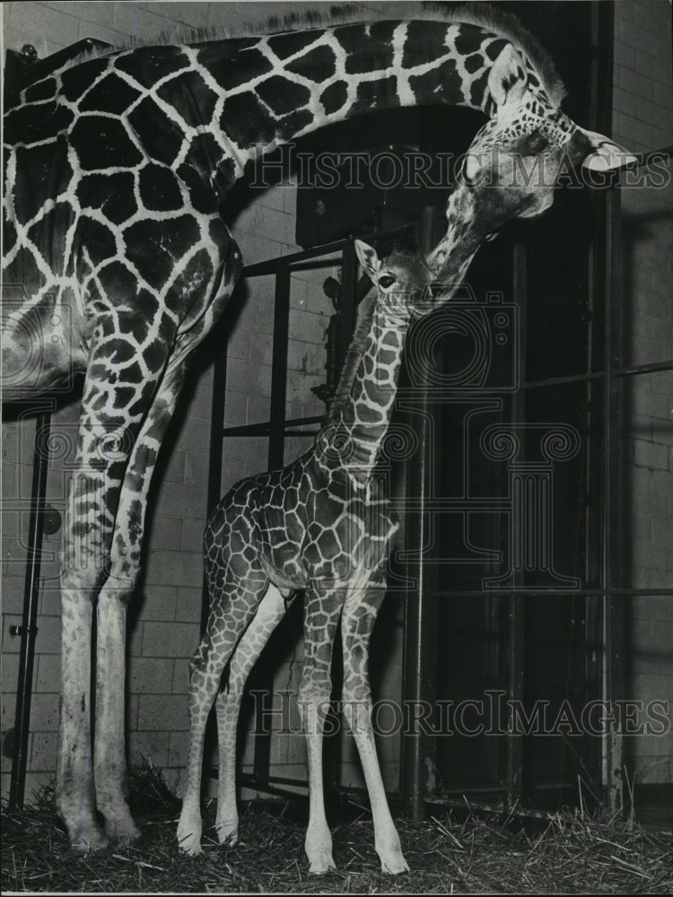 1966 Press Photo Alabama-New native born giraffe and mother at Birmingham Zoo. - Historic Images