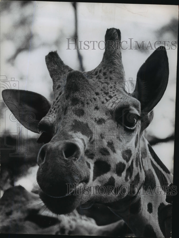 1968 Press Photo Alabama-Birmingham Zoo&#39;s Giraffe welcomes sunny days &amp; visitors - Historic Images