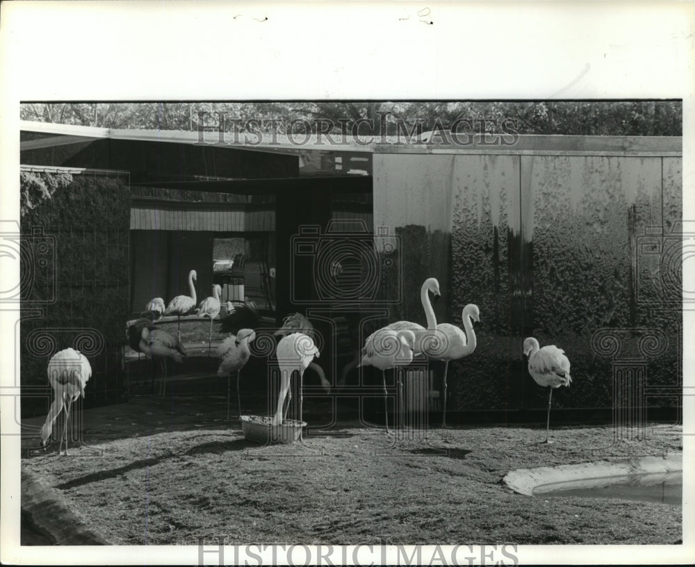 1982 Press Photo Alabama-New Flamingo exhibit at Birmingham Zoo. - abna05613 - Historic Images