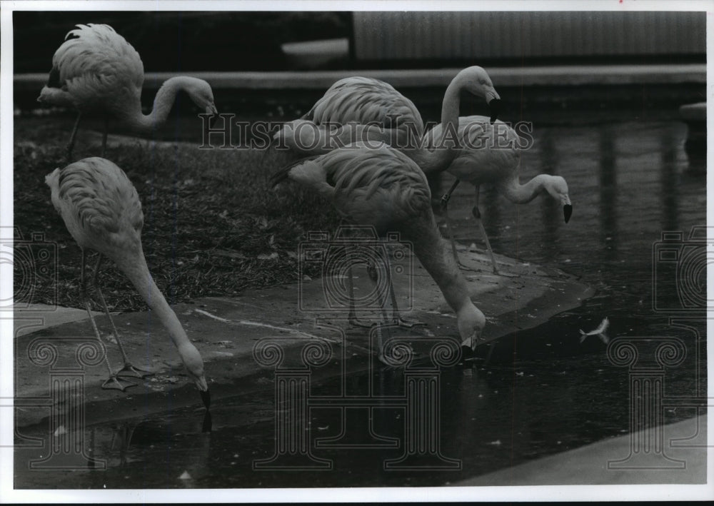 1992 Press Photo Alabama-Flamingos at Birmingham Zoo peck holes in ice for water - Historic Images