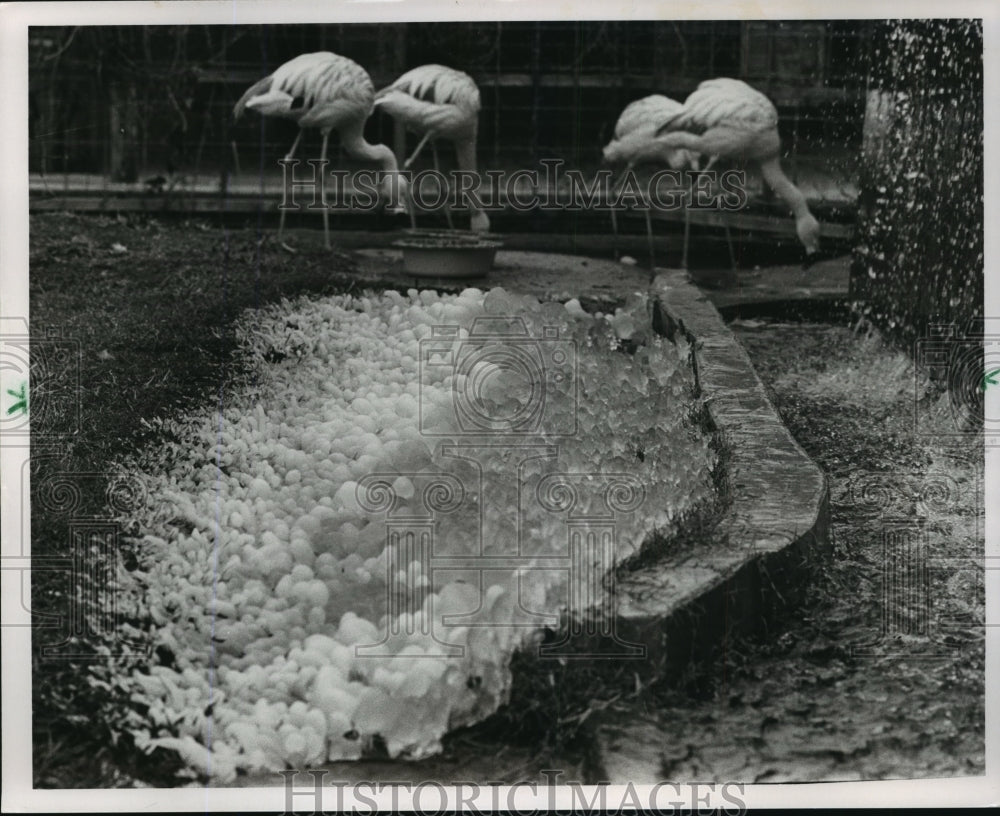 1990 Press Photo Alabama-Birmingham Zoo Flamingos on ice during cold weather - Historic Images