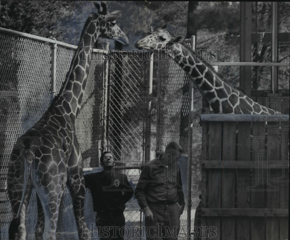 1970 Press Photo Alabama-Birmingham Zoo's new male giraffe waits for this female - Historic Images
