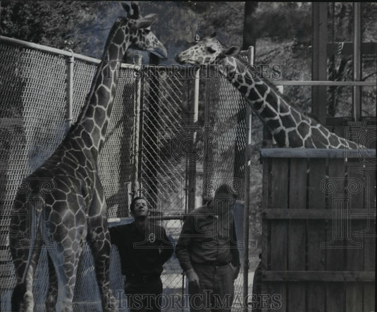 1970 Press Photo Alabama-Birmingham Zoo's new male giraffe waits for this female - Historic Images