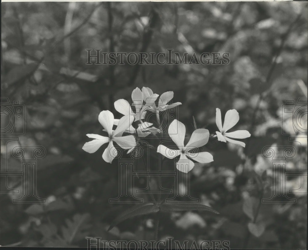 1979, Alabama-Birmingham&#39;s Ruffner Mountain Park flowers. - abna06041 - Historic Images