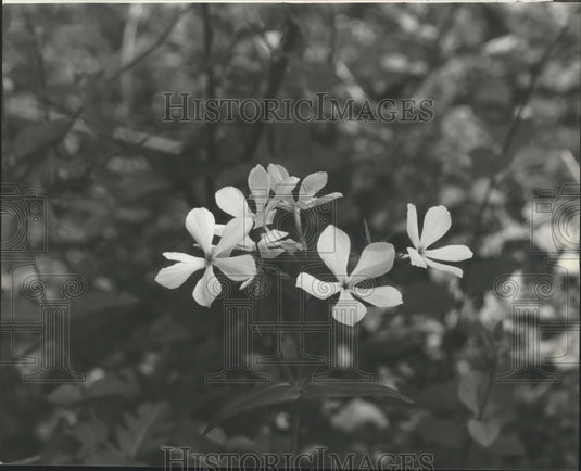 1979, Alabama-Birmingham's Ruffner Mountain Park flowers. - abna06041 - Historic Images