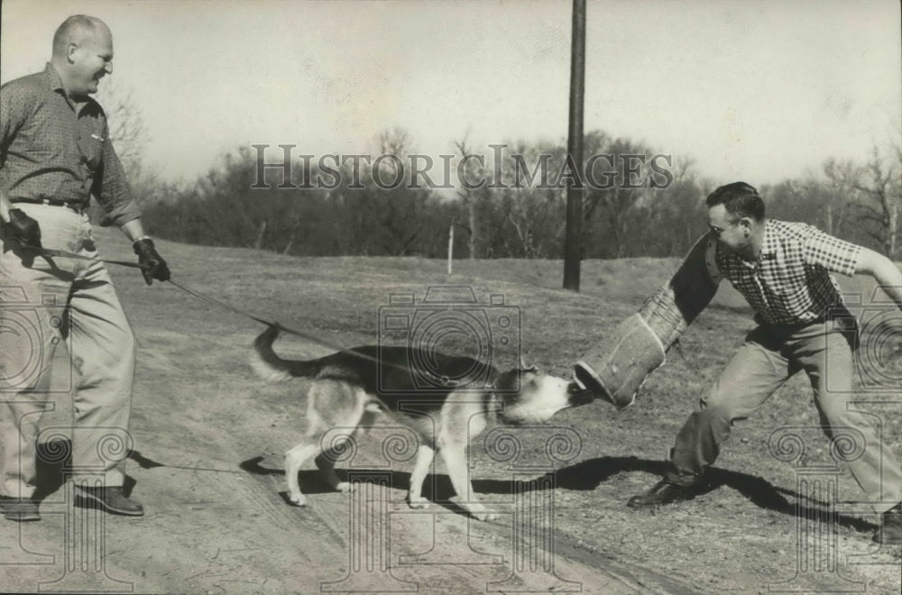 1962, Alabama-Birmingham's Police Department Canine Cop, "Tuff." - Historic Images