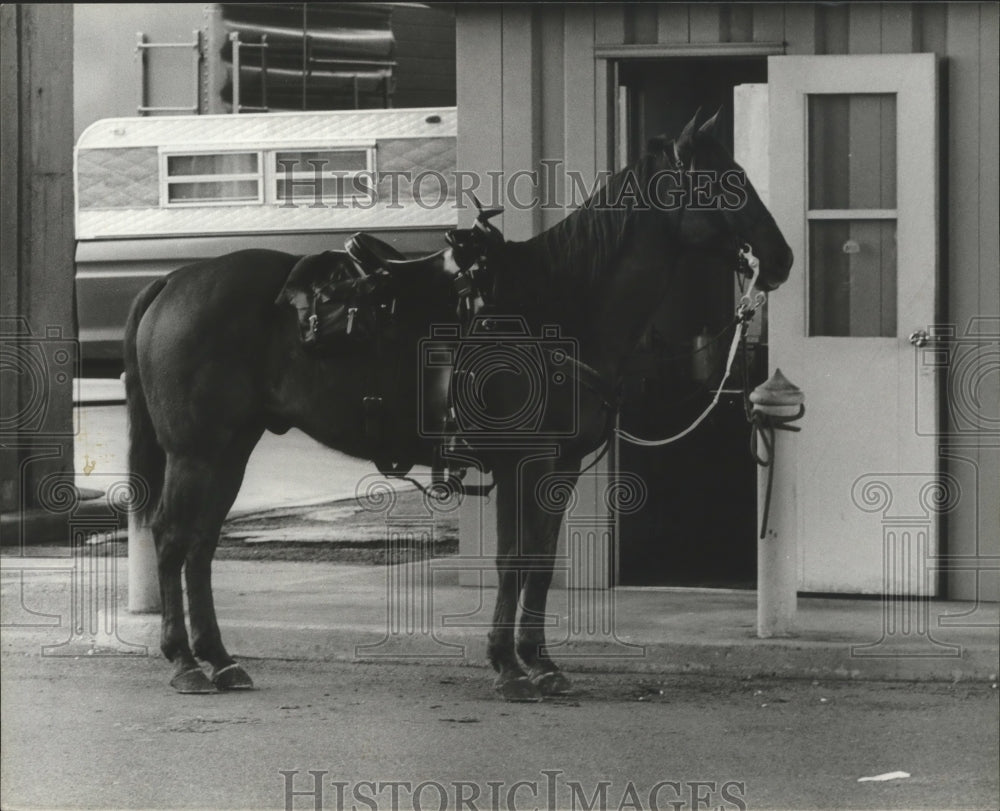 1980 Press Photo Alabama-Birmingham Police Department&#39;s Mounted Patrol horse. - Historic Images