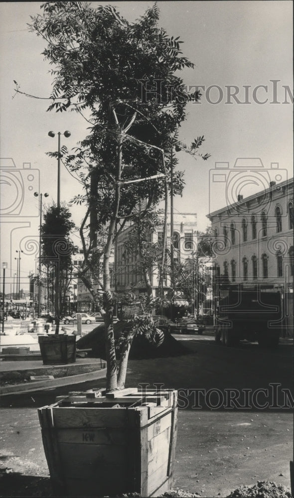 1984 Press Photo Trees to be Planted, 19th Street North, Birmingham, Alabama - Historic Images