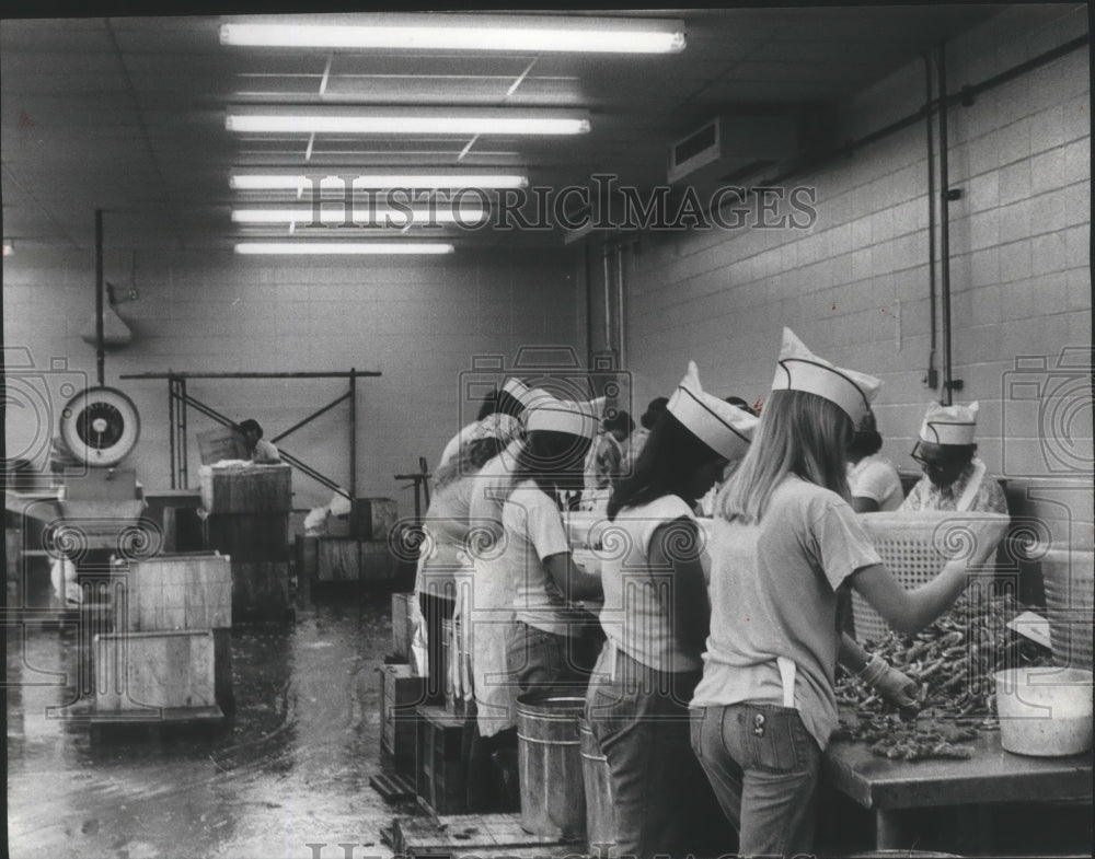 1978 Alabama-People sorting shrimp for packaging at Bon Secour Co.-Historic Images