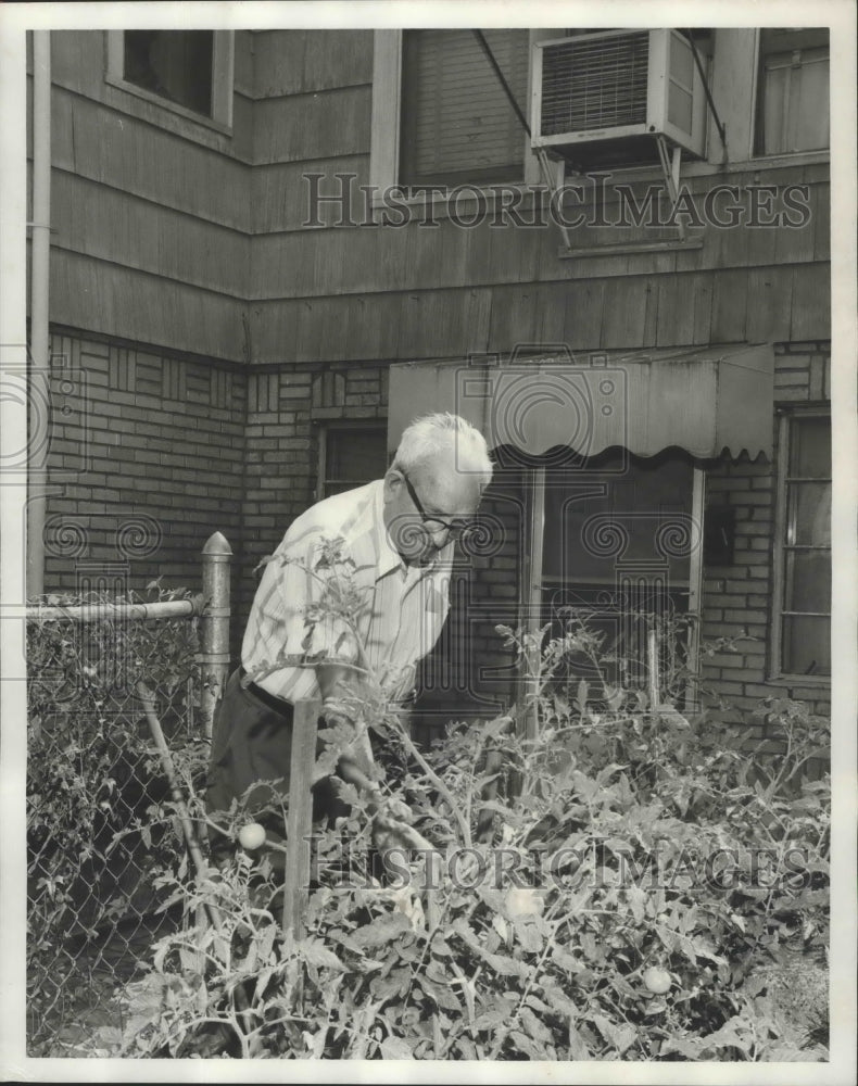 1978 Press Photo Bush Hills, Alabama Resident Tony Viggnia Inspects Garden - Historic Images