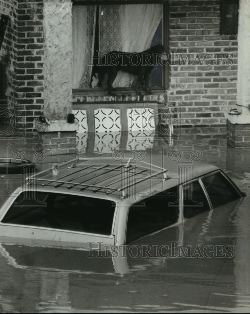 1979 Press Photo Alabama-This doggie in the window looks at flood waters. - Historic Images