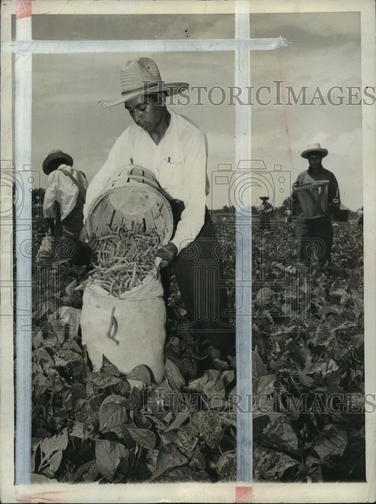 1943 Press Photo Mexicans Help With Alabama Harvest - abna09398 - Historic Images