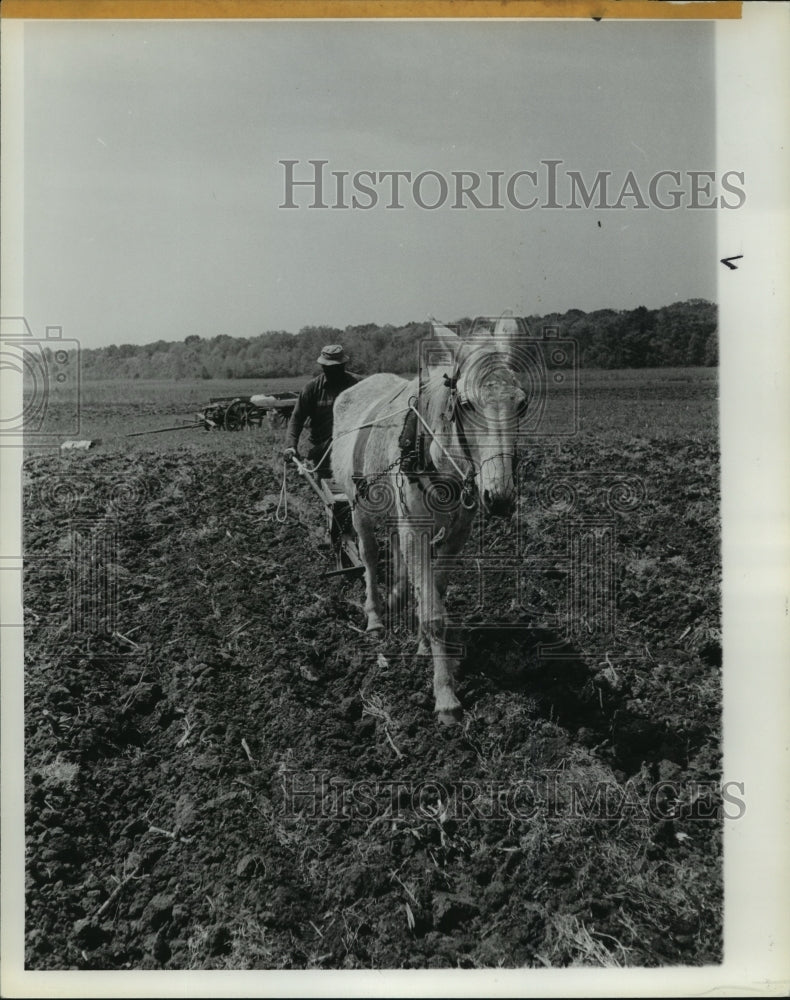 1982 Press Photo Farmer in Alabama Old-Fashioned Horse and Plow - abna09400 - Historic Images