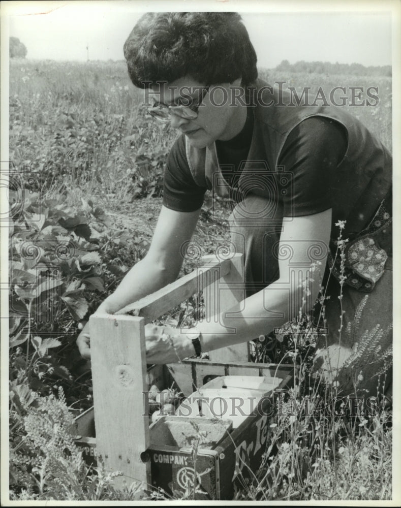 1980 Press Photo Shelby Campbell Picks Berries in Alabama - abna09404 - Historic Images