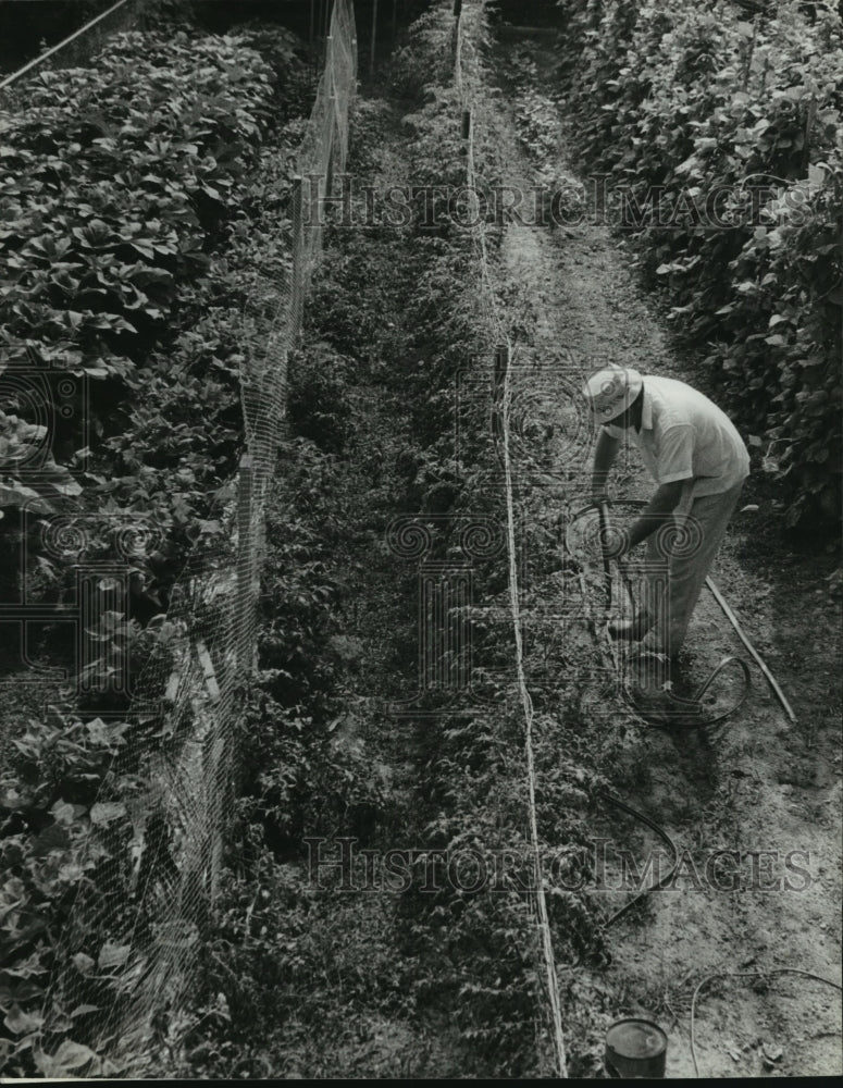 1980 Press Photo Logan Waters His Garden in Alabama Heat - abna09405 - Historic Images