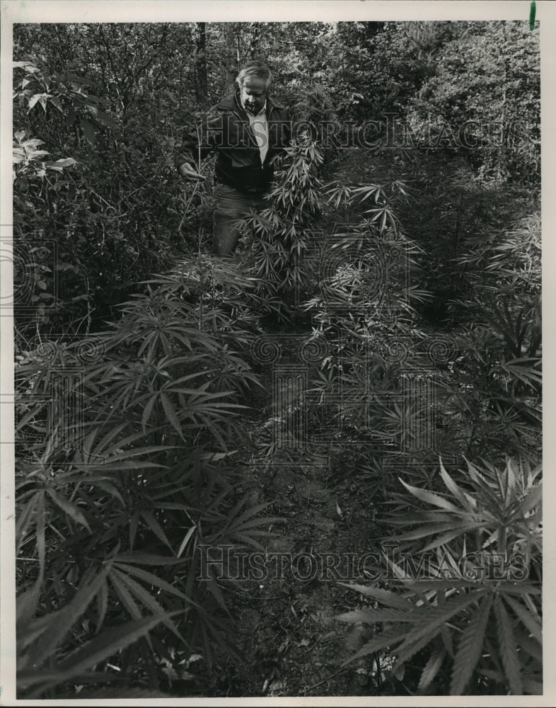 1985, Sergeant C.D. Horton, Bessemer, Alabama, Pulls Up Pot Plants - Historic Images