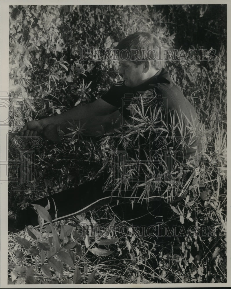 1987 Press Photo Morris, Alabama Police Chief Earl Sharp Pulls Up Pot Plants - Historic Images