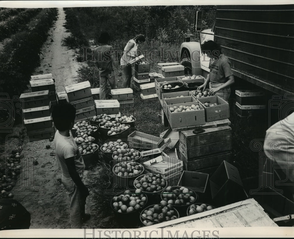 1983 Press Photo Alabama-Workers grade tomatoes on Chandler Mountain farm. - Historic Images