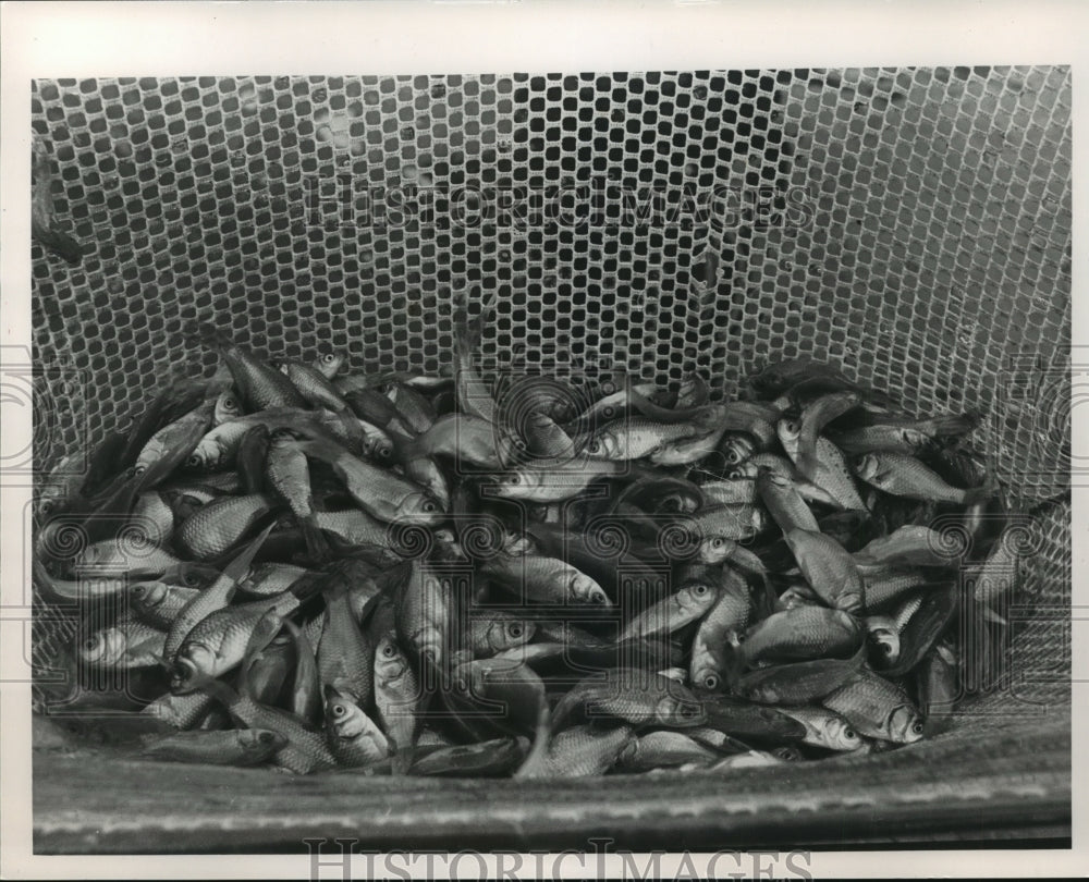 1986 Alabama-Net full of fish at Goldfish farm.-Historic Images