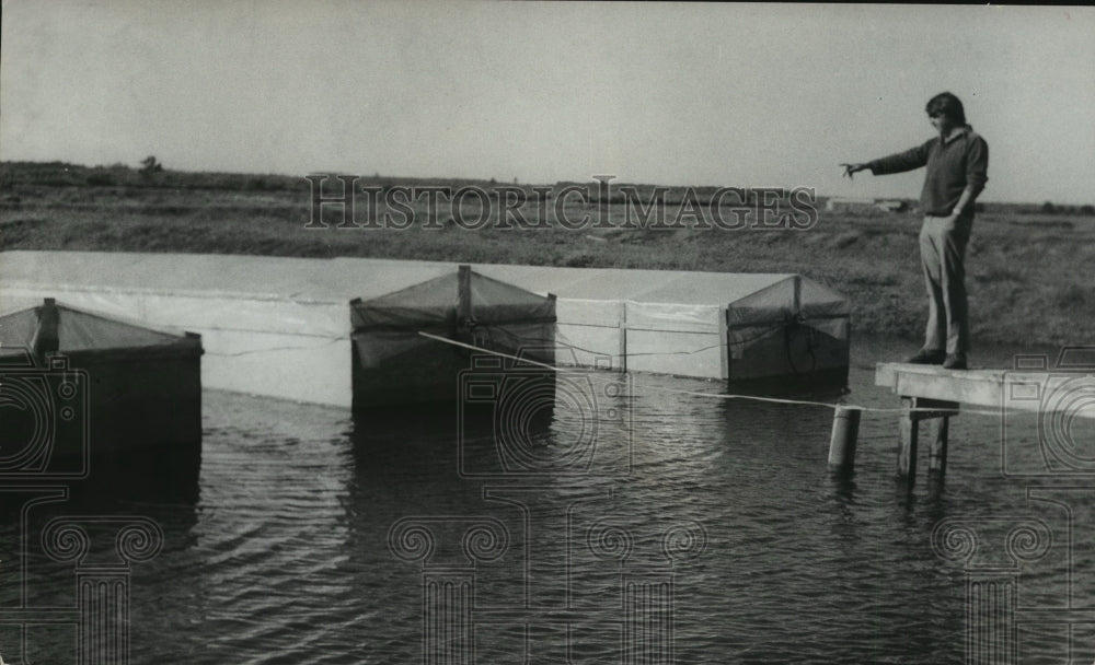 1974 Alabama-"Domesticated" Pompano being raised at Gulf Shores.-Historic Images