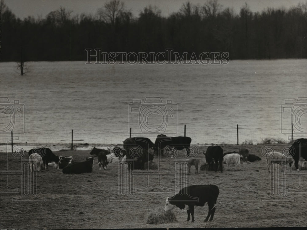 1971 Cattle Moved to High Ground Feed on Hay by US 231 in Alabama-Historic Images