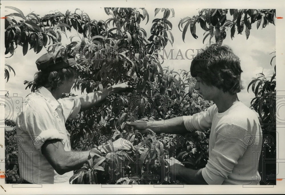 1988 Press Photo Henry Thomas and Craig Cook Thin Peaches in Alabama - abna09763 - Historic Images