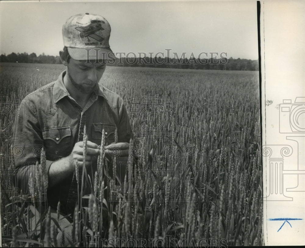 1982 Press Photo Alabama-Entrekin checks over the progress of his wheat crop. - Historic Images