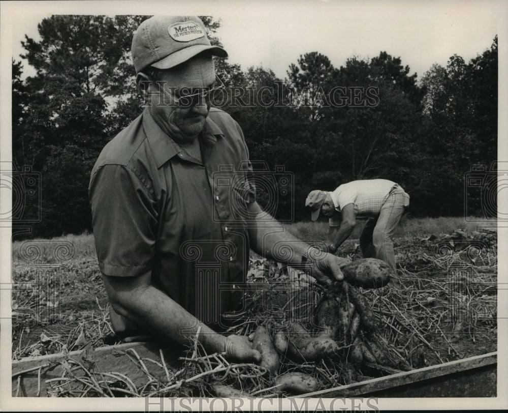 1989 Press Photo Alabama-M.H. Hollingsworth inspects sweet potatoes at farm. - Historic Images