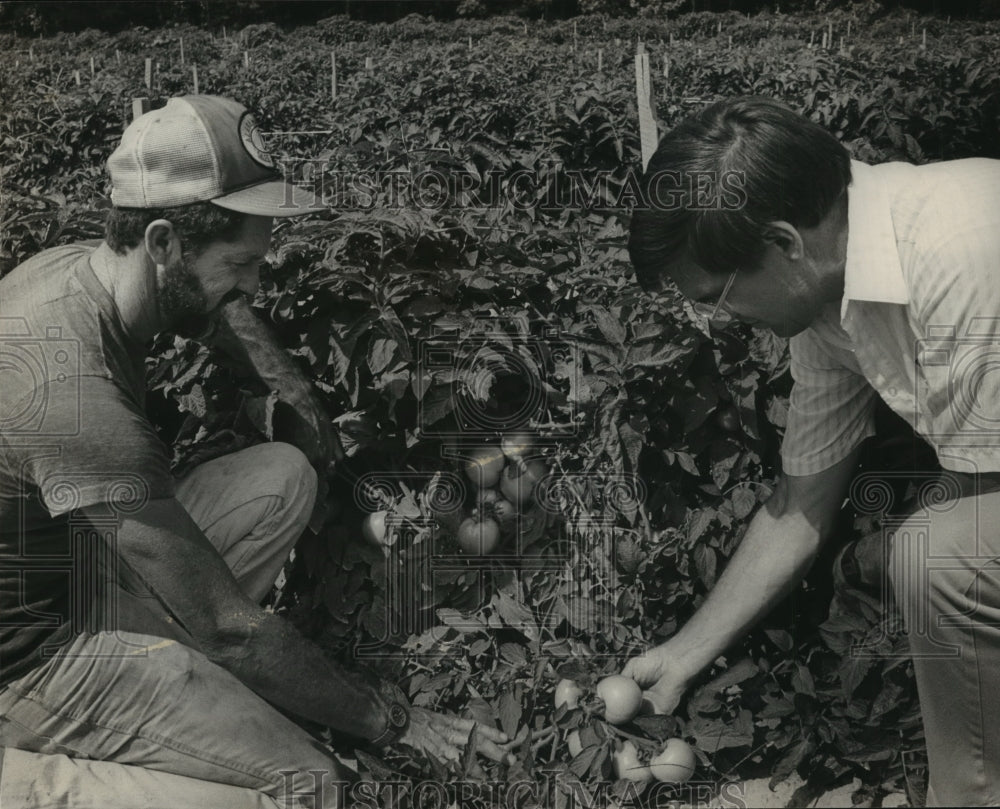 1986 Press Photo Alabama-Farmers check out tomatoes Chandler Mountain farm. - Historic Images