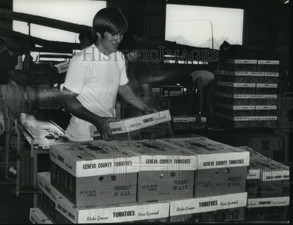 1978 Press Photo Alabama-Worker stacks boxes of tomatoes for shipment to markets - Historic Images