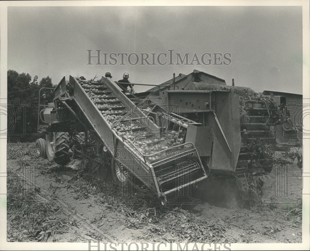 1985 Press Photo Potatoes and Sweet Corn Being Harvested in Alabama - abna10291 - Historic Images