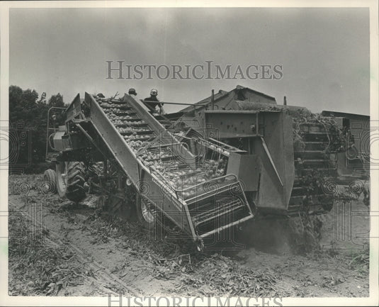 1985 Press Photo Potatoes and Sweet Corn Being Harvested in Alabama - abna10291 - Historic Images