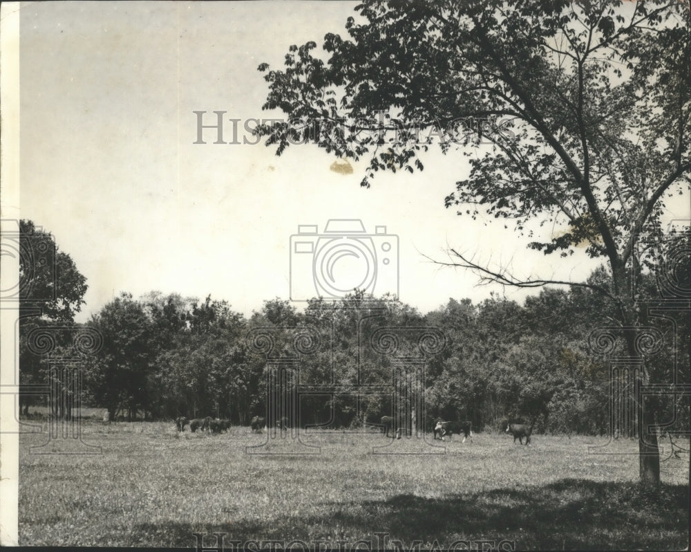 1941, Cows Graze Peacefully on Garmon Farm in Alabama - abna10301 - Historic Images