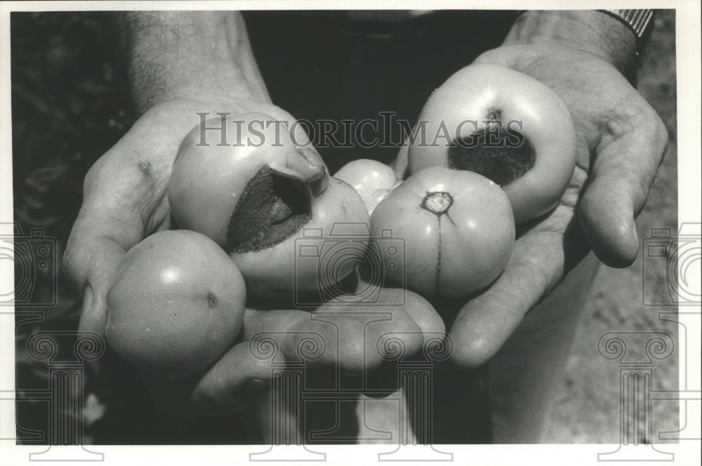 1988 Press Photo Alabama-Chandler Mountain diseased and blemished tomatoes. - Historic Images