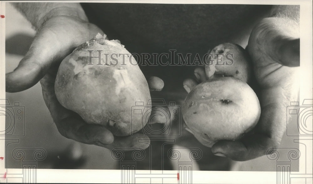 1988 Press Photo Alabama- Dekalb county farmer shows some of his potatoes crop. - Historic Images