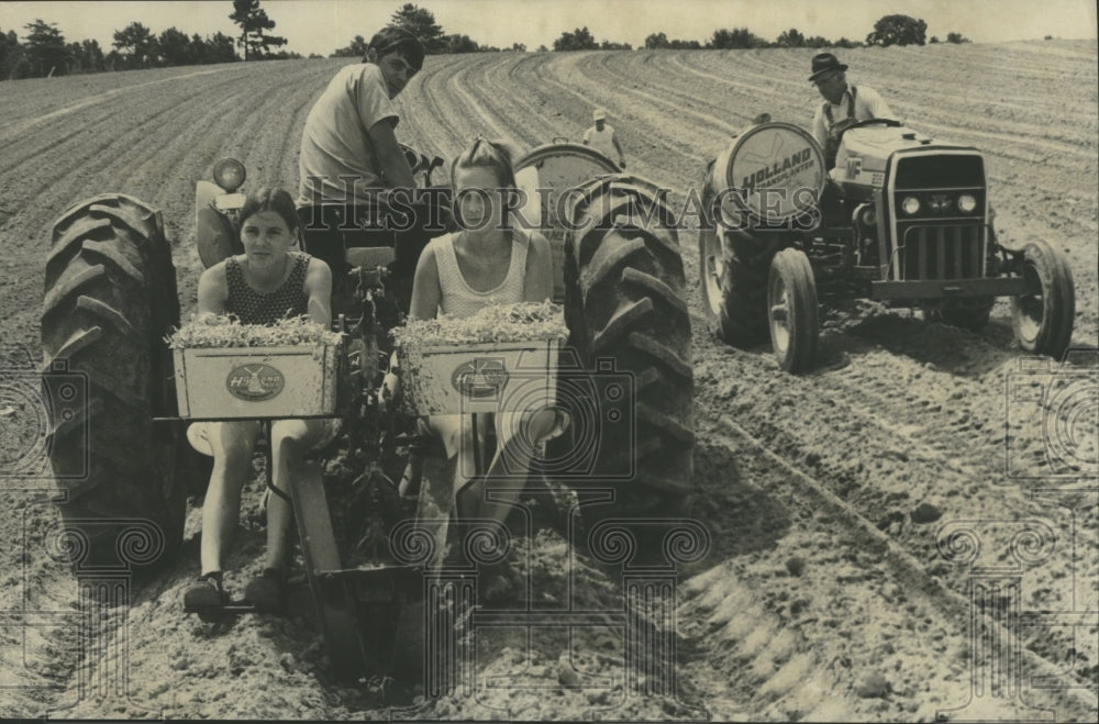 1976 Press Photo Alabama-Tomatoes set by machine in Chandler Mountain field. - Historic Images