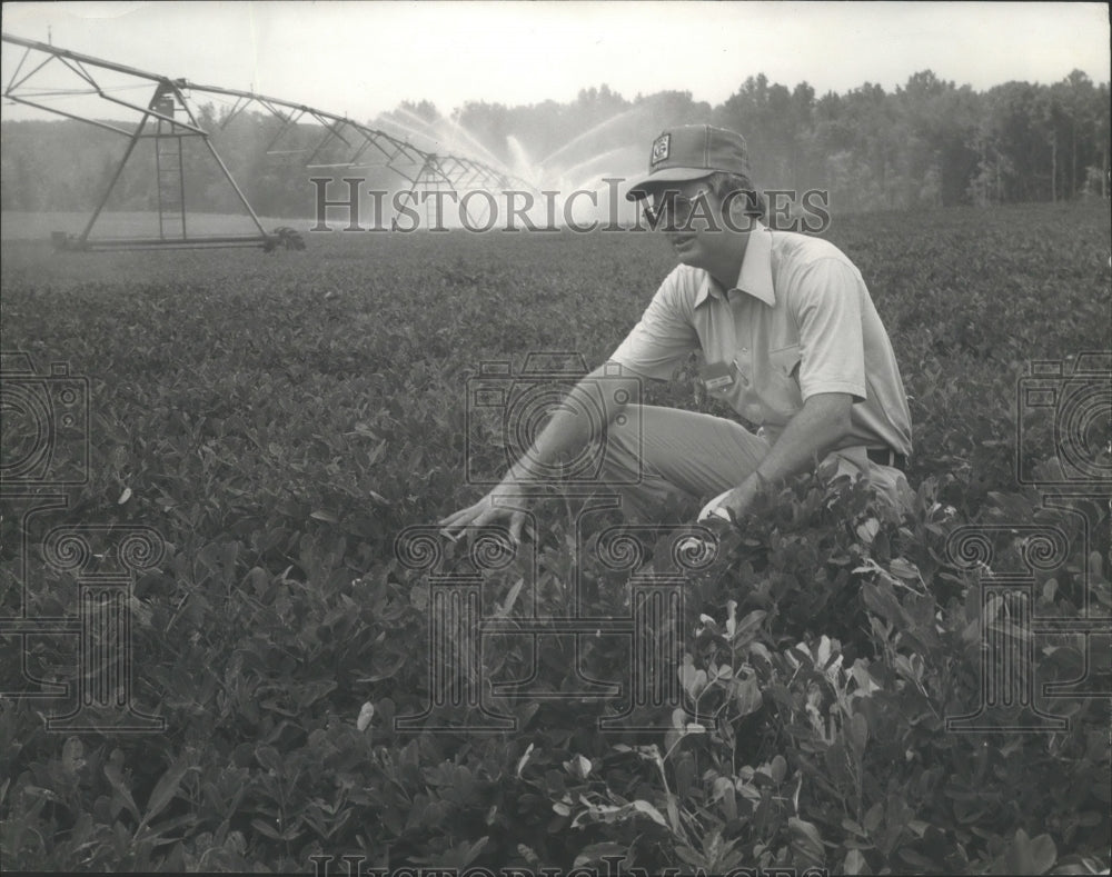 1977 Press Photo Alabama-Larry Curtis shows crops improved from irrigation. - Historic Images