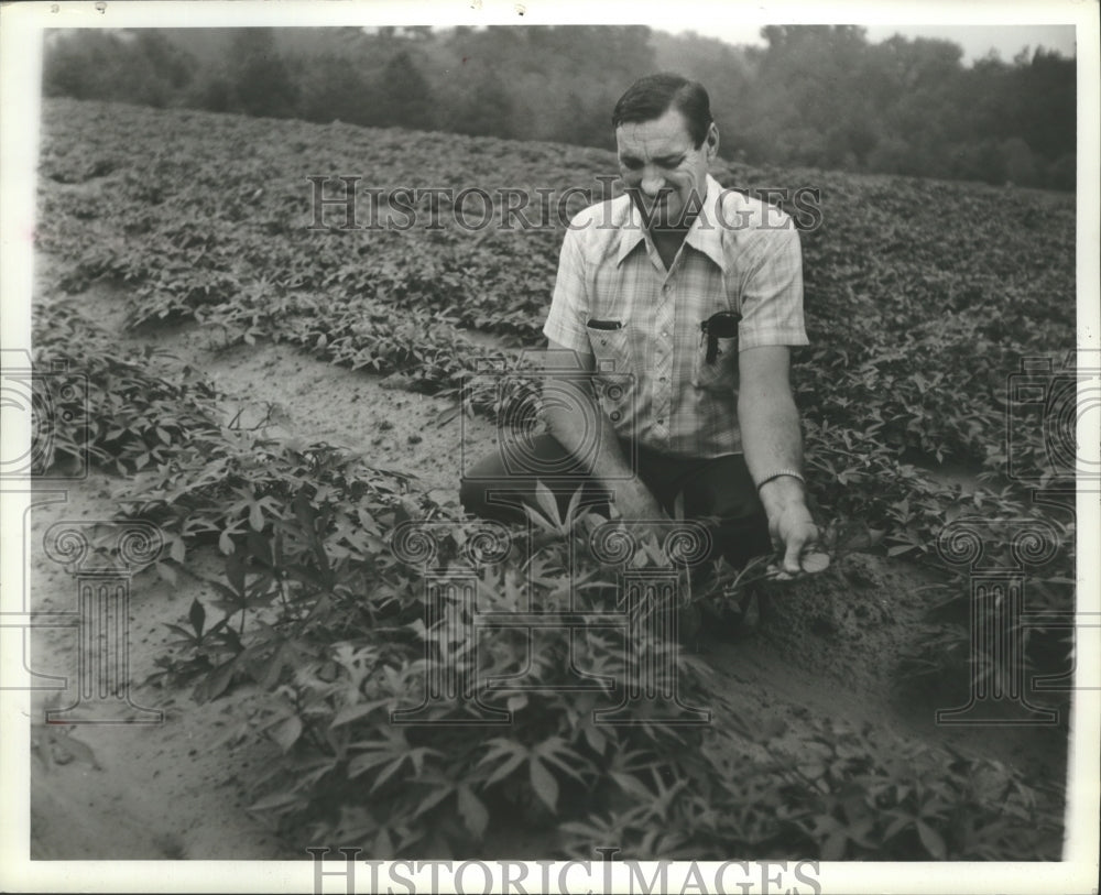 1981 Press Photo Alabama-Marlin Hollingsworth examines potato plants in Culllman - Historic Images