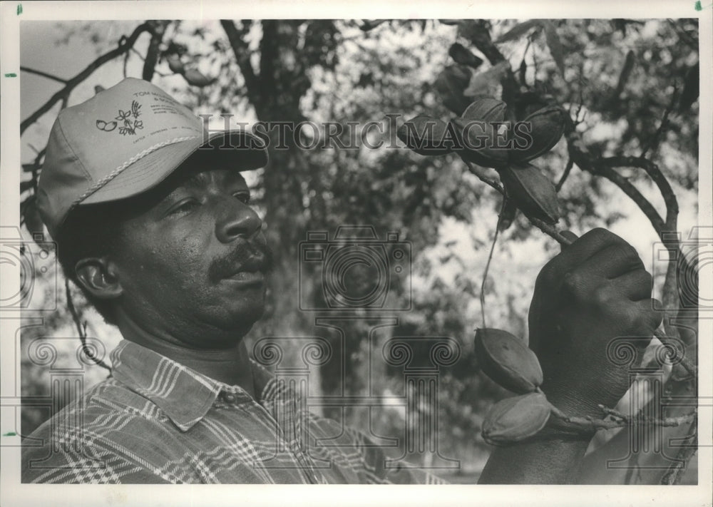 1987 Press Photo Alabama-Moses Taylor shows pecan husks at McLemore farm. - Historic Images