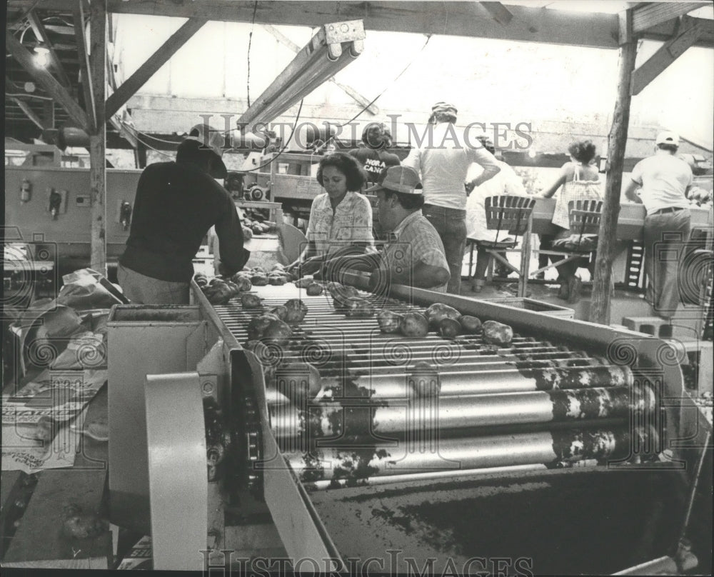 1979 Press Photo Alabama-Workers inspect potatoes at Rainsville packing shed. - Historic Images