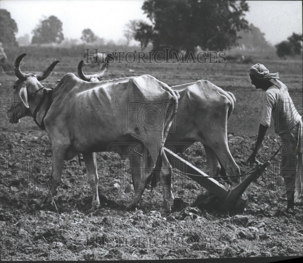 1967 Press Photo Farmer Plowing With Oxen in India - abna10620 - Historic Images