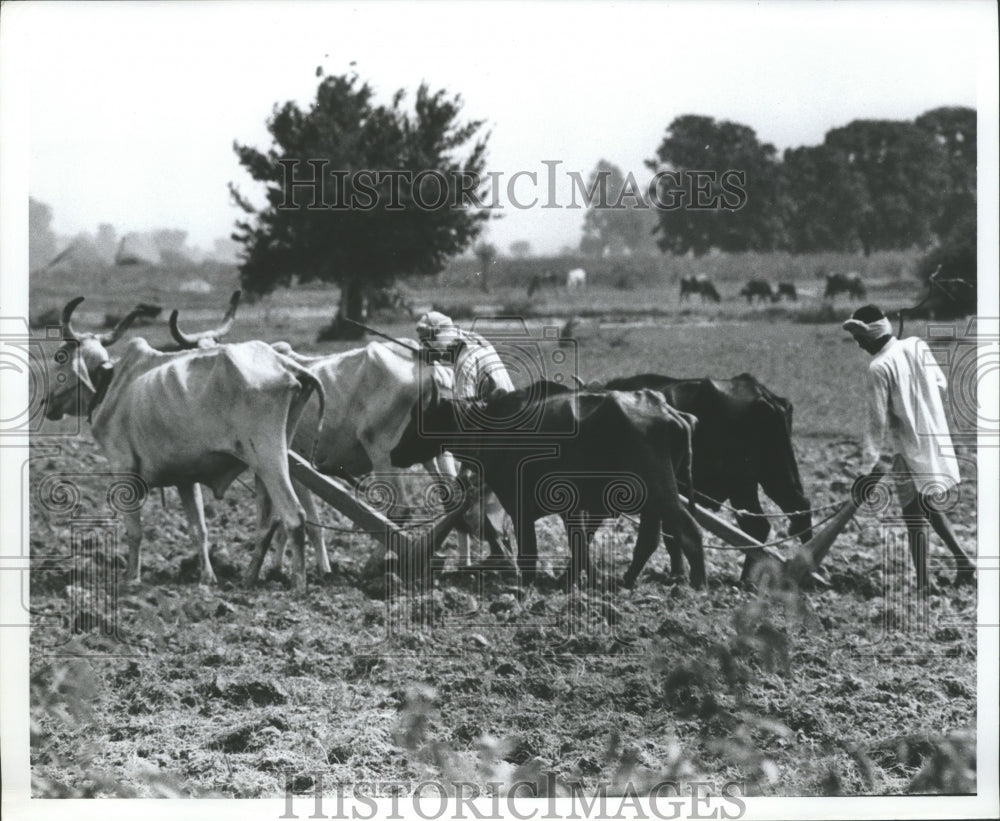 Farmers Still Plow With Oxen in India-Historic Images