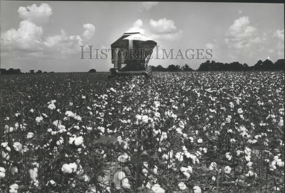 1973 Press Photo Mechanical harvester in field of cotton - abna10854 - Historic Images