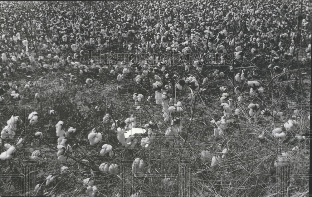 1976 Press Photo Cotton field near Vincent - abna10857 - Historic Images