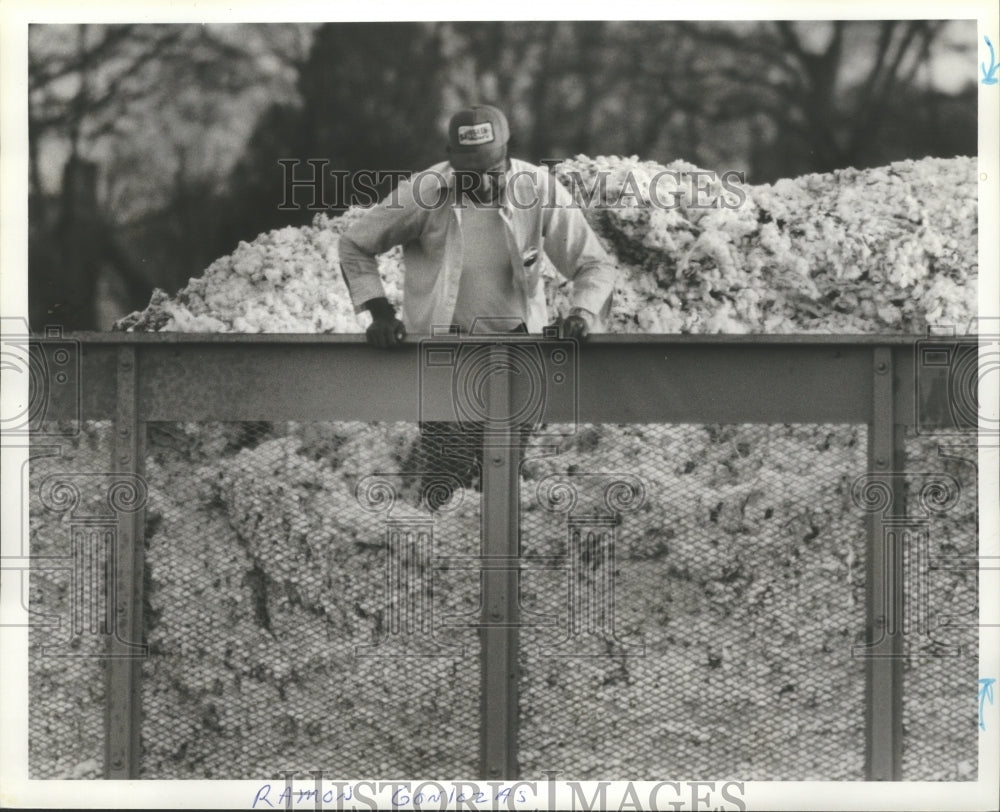 1979 Press Photo Ramon Gonzales stomps on cotton in trailer - abna10859 - Historic Images